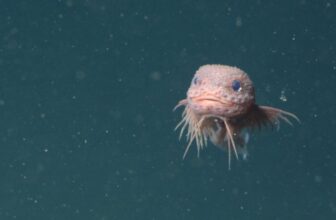 These Newly Found Deep-Sea Snailfish Simply Grew to become Our Newest Obsession