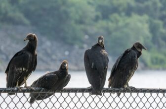 Officers Instructed Ohio College to Trash 72 Useless Vultures Like Rubbish. Turns Out They Had Chicken Flu