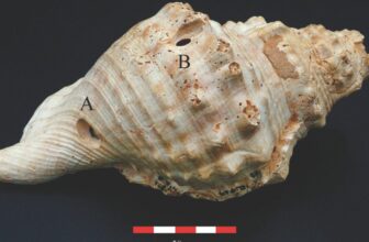 6,700-Yr-Previous Shell Trumpets Had been Prehistoric Communication Instruments, Examine Suggests