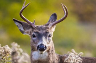 A Lethal Mad Cow-Like Illness Is Spreading Amongst North American Deer