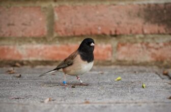 This Songbird’s Beak Did a Full ‘Pinocchio’ Throughout and After Covid