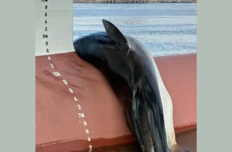 Authorities Investigating Ugly Loss of life of Whale Discovered on a Ship in New Jersey